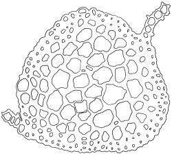 Triquetrella papillata, stem cross-section. Drawn from J.E. Beever 10-96, AK 332724.
 Image: R.D. Seppelt © R.D.Seppelt All rights reserved